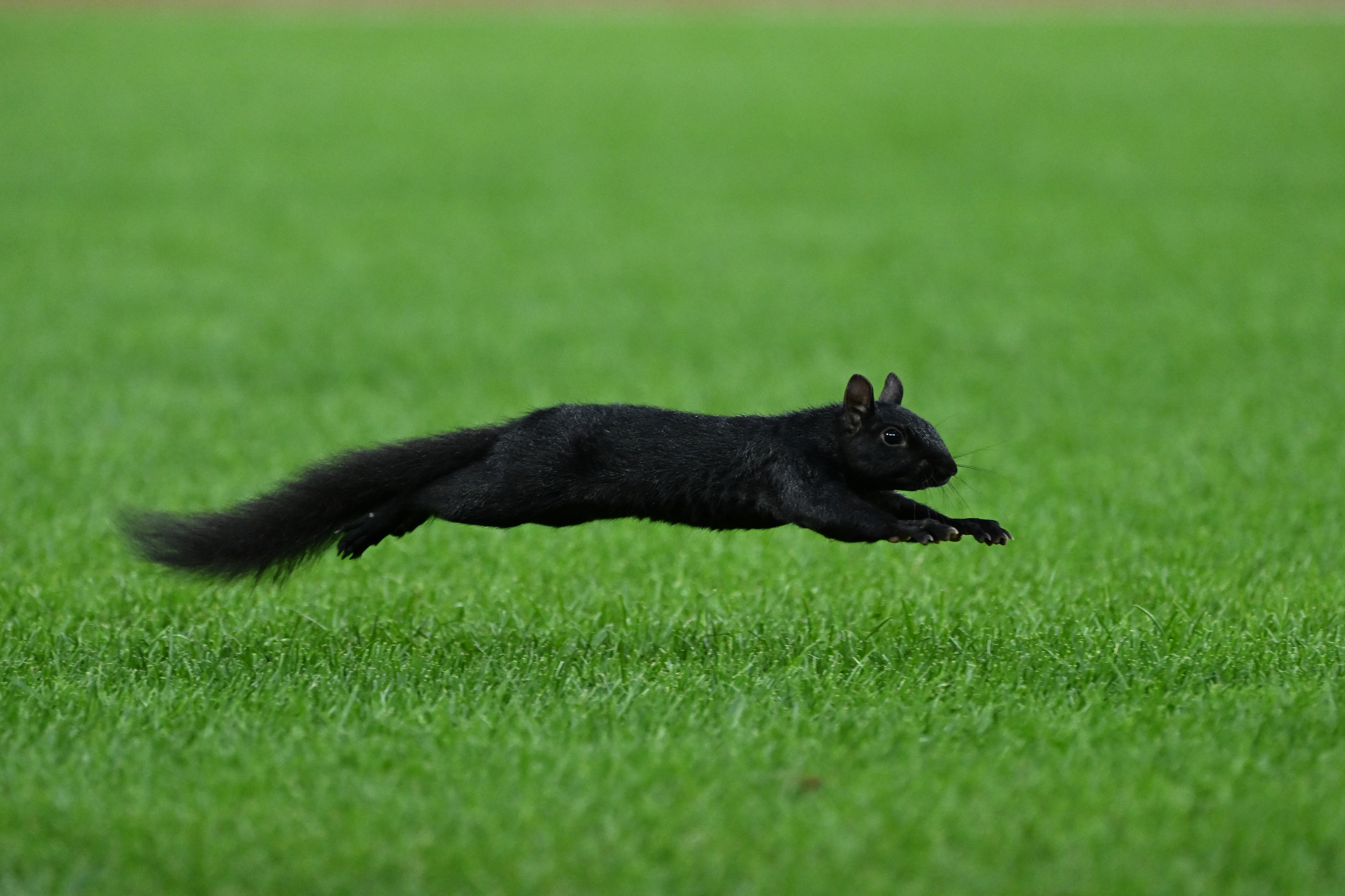 Squirrel Steals the Spotlight at Tigers-Orioles Game