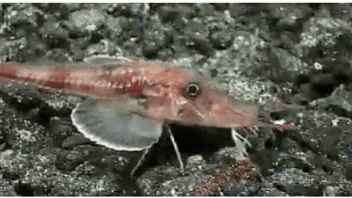 Deep-Sea Moonwalker: Armored Searobin Stages Sideways Stroll
