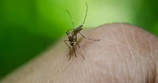 Cache County reports first West Nile case of 2026, prompting mosquito precautions