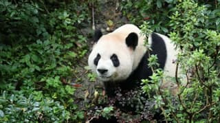 Pandas Ping Ping and Fu Shuang Arrive in Atlanta Amid US-China Tensions