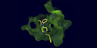 Broad fentanyl-class vaccine shields against illicit analogs