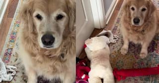 Golden Retriever Delivers Shoe and Bra to Comfort Crying Foster Puppies
