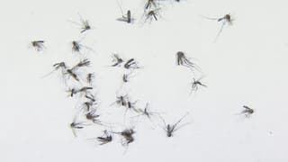 Tampa Bay Counties Declare Emergency as Dengue Cases Surge to 190