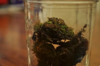 The 147-Year-Old Seed Experiment Still Digging Up Surprises