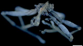 UBC Researchers Identify Two New Sea Spider Species in Salish Sea, Highlighting Biodiversity Gaps