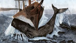 Sperm Whale’s Fatty Head Organ Confirmed as Ship-Sinking Weapon