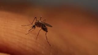 Record Heat and Humidity Drive West Nile Virus Cases to Decade High in LA County