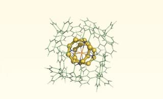 Mammalian cells found to produce elemental sulfur for antioxidant defense
