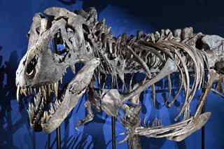 First T. rex Trackway Confirms the Predator Walked at a Brisk Human Pace
