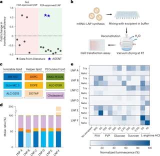 AI-driven method stabilizes mRNA vaccines at room temperature for a year