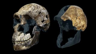 Proteomics suggests all Homo naledi skeletons from Rising Star cave are female