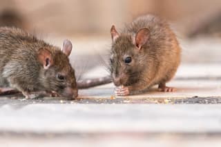 LA's Typhus Crisis: When Rats Outpace the City