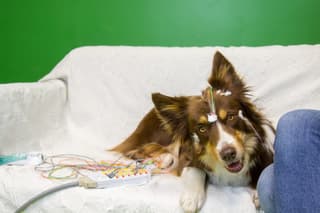 Dogs Mimic Infant Language Processing by Tracking Consonants in Speech