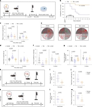 Tibial Compression Boosts Brain Recovery via Osteocyte Signaling