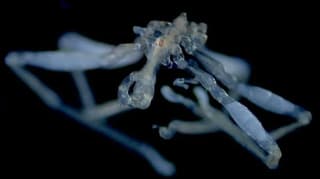 UBC Study Reveals Two New Sea Spider Species in Salish Sea, Including a Parasite Host