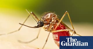 Florida Counties Declare Emergency as Dengue Cases Hit Record Highs