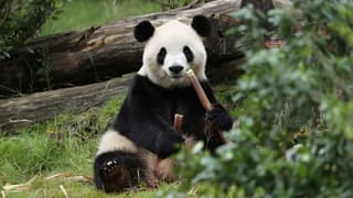 Pandas Ping Ping and Fu Shuang land in Atlanta after Xi-Trump summit
