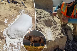 Construction in Oceanside Uncovers 45-Million-Year-Old Fossils of Mysterious Hoofed Mammal