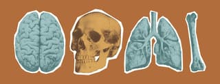 Shin Tapping May Heal Brain Injuries via Bone Protein Signal