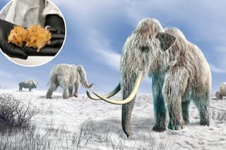 AI aids mammoth revival as timeline slips to 2030s