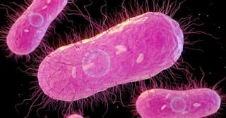 Cache Valley Salmonella Outbreak Under Investigation With 21 Confirmed Cases
