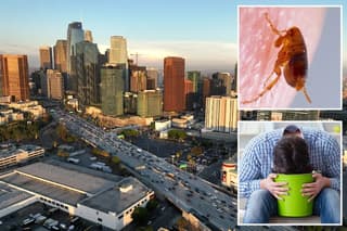 LA Investigates Flea-Borne Typhus Outbreak in Pico-Union