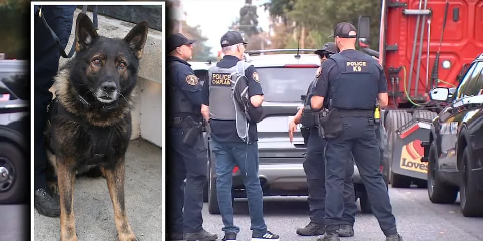 Gresham murder suspect and Portland K-9 die in SE Portland shootout