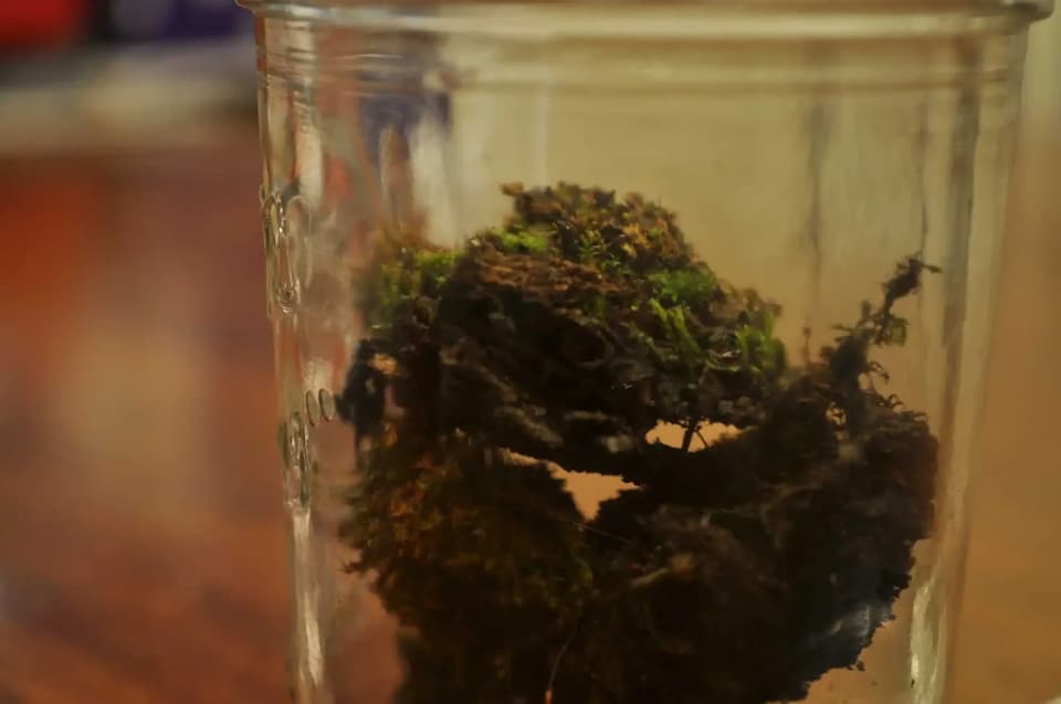 The 147-Year-Old Seed Experiment Still Digging Up Surprises