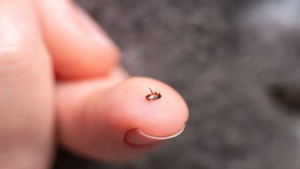 LA County Investigates Second 2026 Flea-Borne Typhus Cluster in Wilshire Center