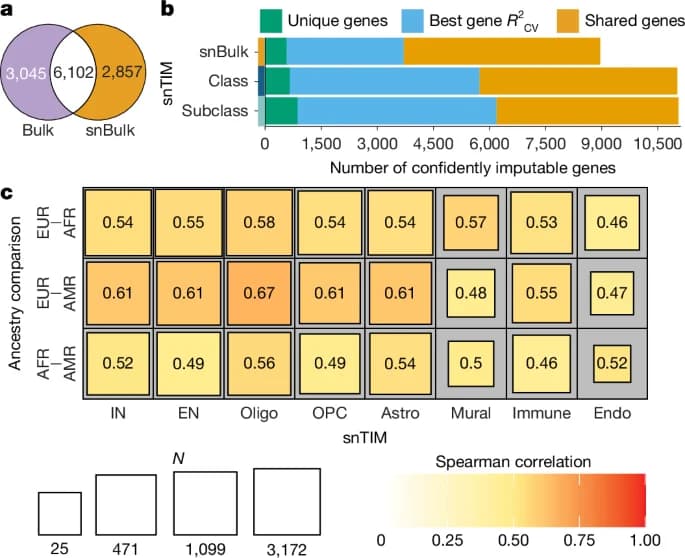 Single-Nucleus Atlas Maps Genetic Risk Across Brain Cell Types