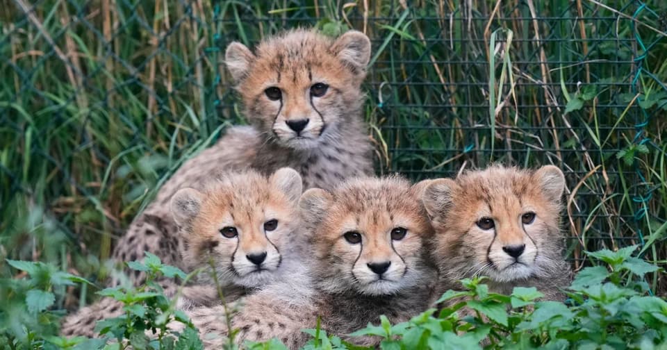Prague Zoo Cheetah Quintuplets Survive Storms and Maternal Illness