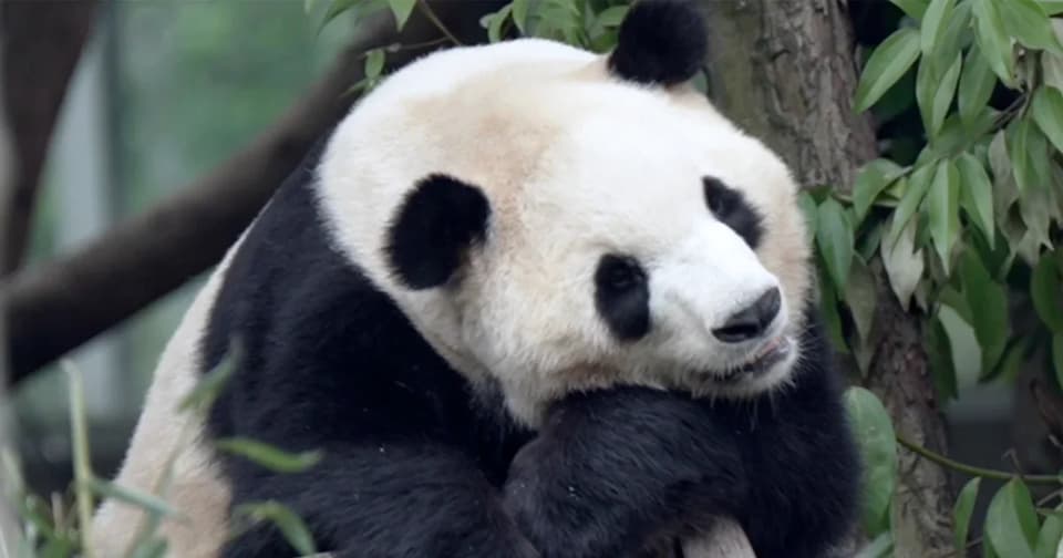 Pandas Ping Ping and Fu Shuang Land in Atlanta, Reviving US-China Zoo Ties