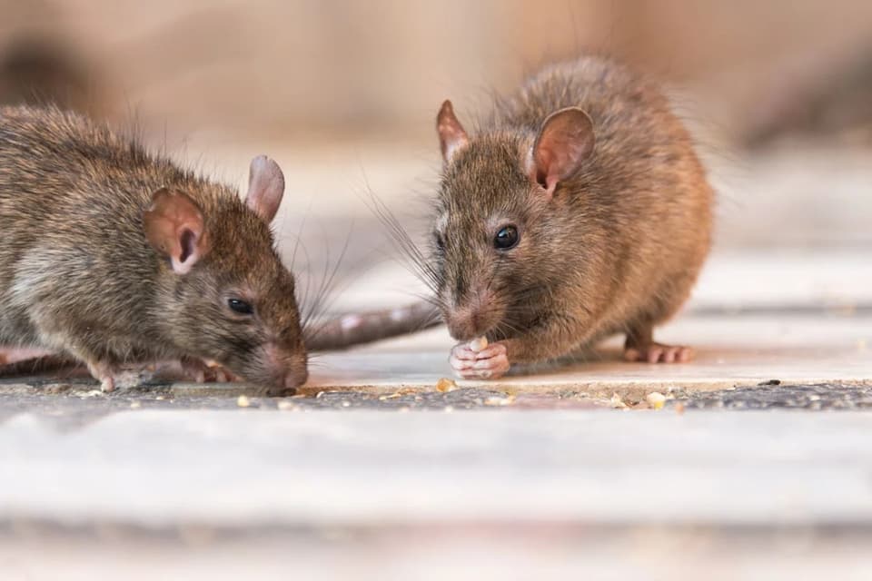 LA's Typhus Crisis: When Rats Outpace the City