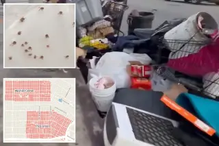 LA County Investigates Second Flea-Borne Typhus Outbreak in Wilshire Center