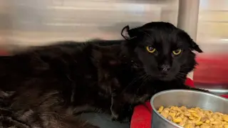 Cosmo the Street-Survivor Cat Seeks a Loving Home