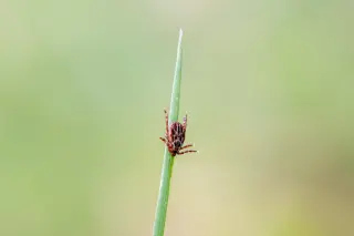 Tick season alert: 6 tick-borne diseases to watch in the U.S.