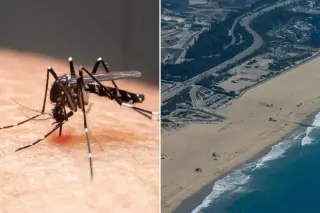 Heat and El Niño Drive LA to Record Mosquito Infestation and West Nile Surge