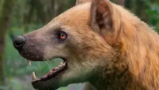 Catalan Fossils Uncover Primitive Bear-Dog Paludocyon moyasolai