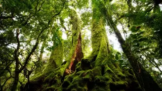 Moss Waves Hint at a Living Biocomputer Substrate