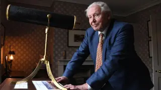 Tiny wasp Attenboroughnculus tau named after David Attenborough on his 100th birthday