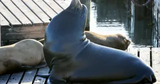2,000-Pound 'Chonkers' Draws Crowds to Pier 39