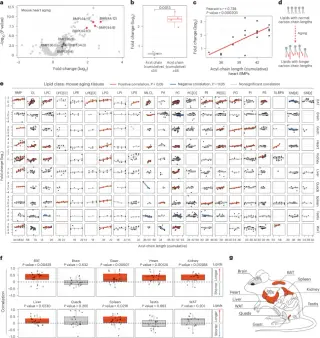 Lipid Chain Elongation Identified as Universal Aging Marker Across Species