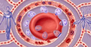 Cryo-Electron Microscopy Reveals Malaria Parasite’s Molecular Entry Mechanism