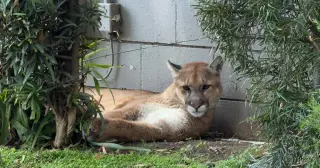 Pasadena mountain lion tranquilized after lounging in a busy neighborhood