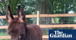 Donkey Killed During Police Search Sparks Georgia Investigation