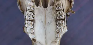 Enamel Time Capsules Reveal Africa’s 4-Million-Year Environmental Shifts