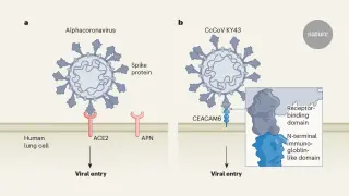 Bat alphacoronaviruses exploit a novel gateway to enter human cells