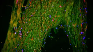 Hidden brain drainage path revealed along a major artery