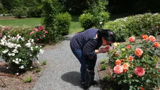 Long Island faces a double pollen punch as spring and summer collide