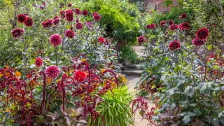 Sarah Raven’s Two-Tier Bulb Strategy Maximizes Cut Flower Yields